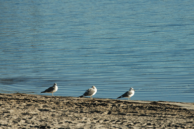 Joe Dobrow photo of 3 seagulls