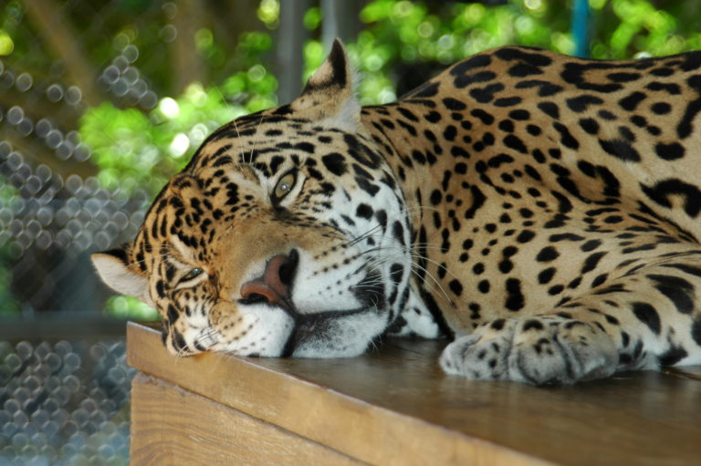 Joe Dobrow photo of Aztec the jaguar at Panther Ridge