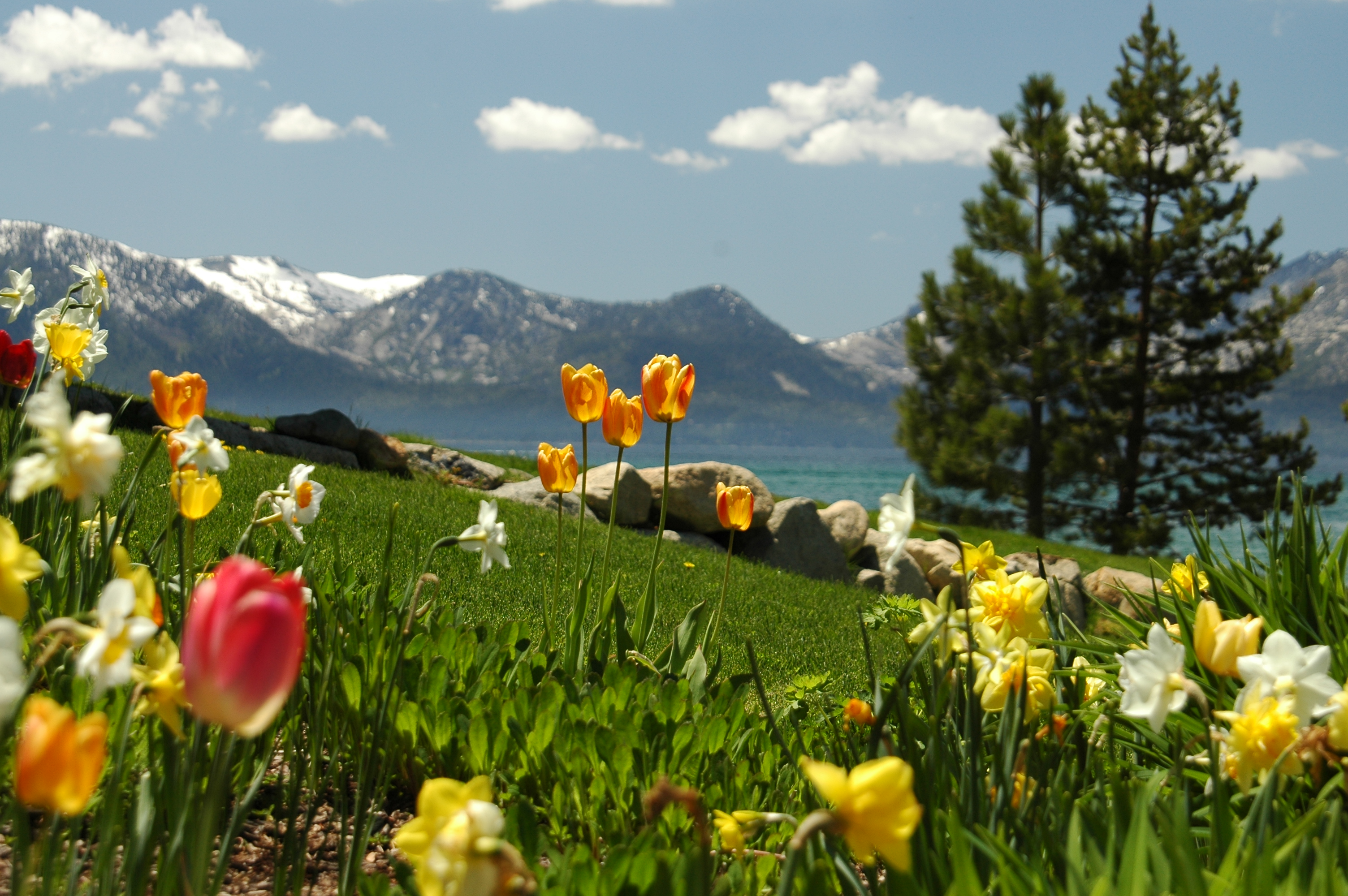 Joe Dobrow photo of flowers at Lake Tahoe