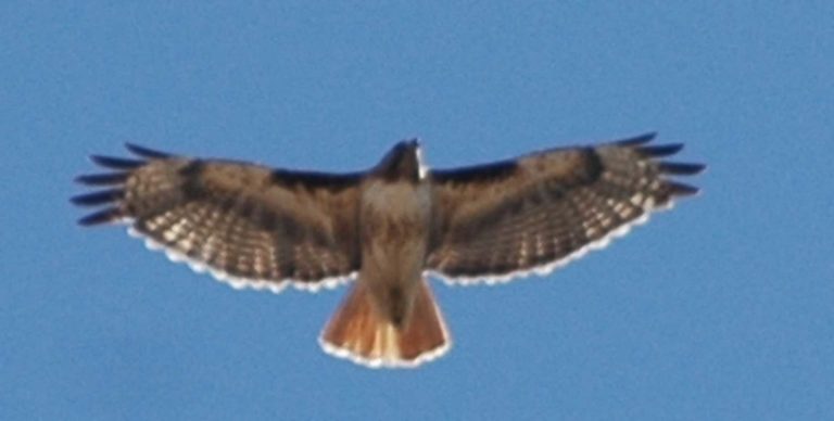 Joe Dobrow photo of a red tail hawk