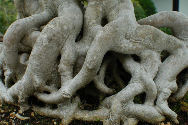 Joe Dobrow photo of twisted tree roots