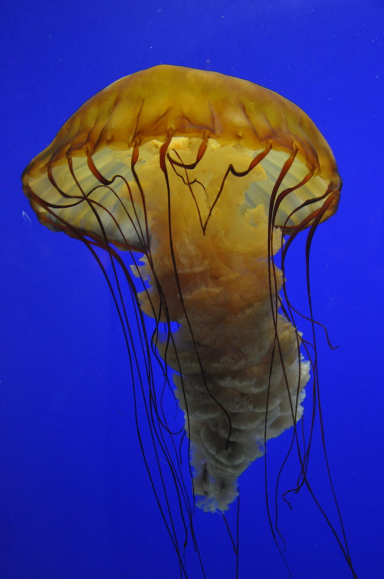 Joe Dobrow photo of a jellyfish