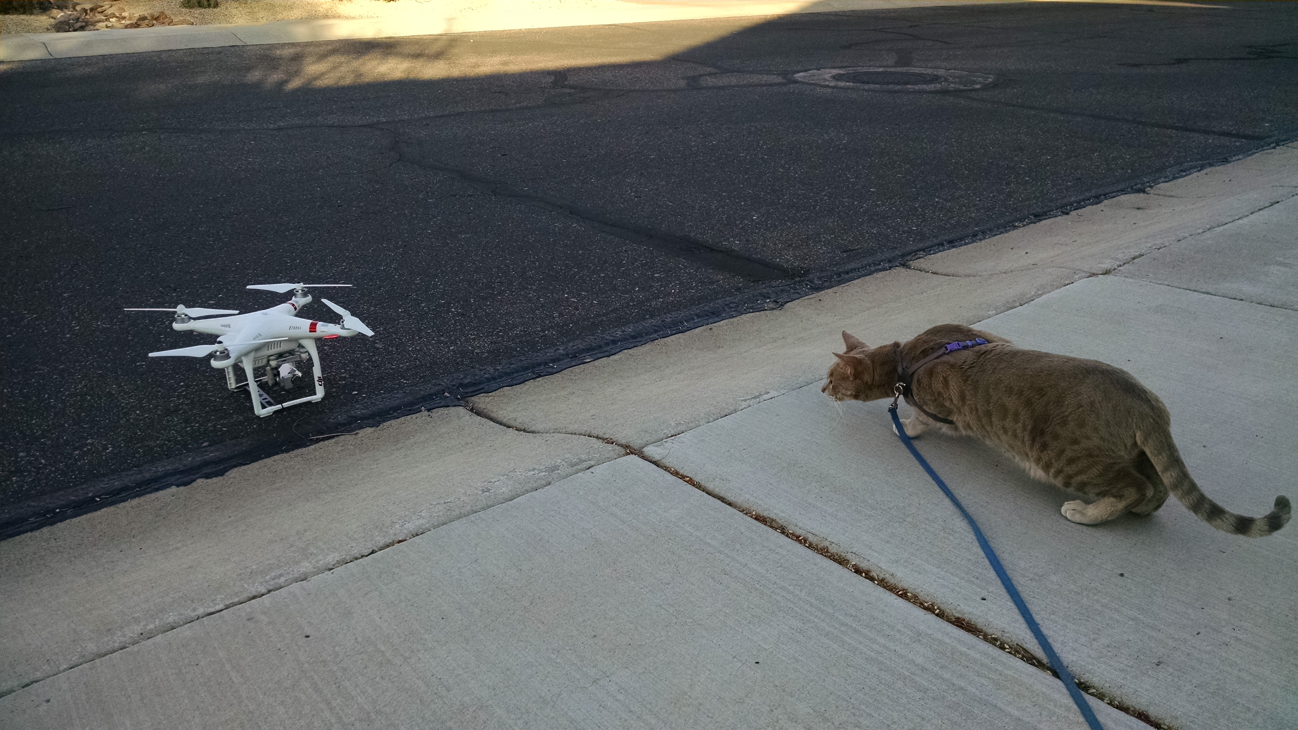 Joe Dobrow photo of a cat and a drone
