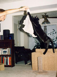Joe Dobrow photo of a leaping Amalfi cat