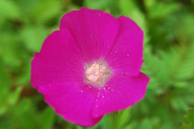 Joe Dobrow photo of a pink flower