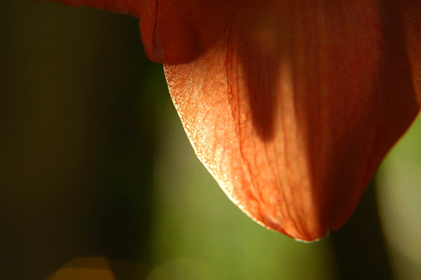 Joe Dobrow photo of an amaryllis