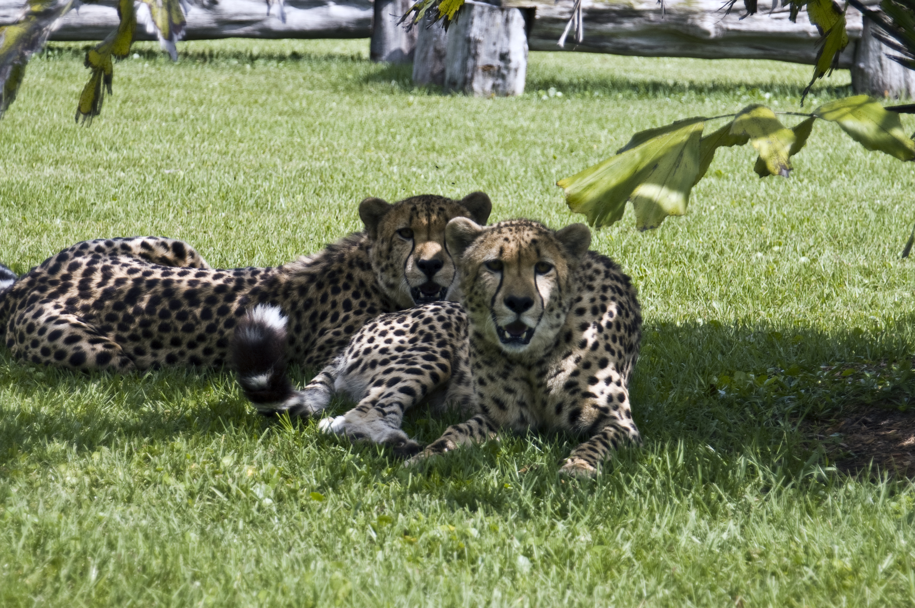 Joe Dobrow photo of cheetahs at Panther Ridge