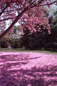 Joe Dobrow photo of cherry blossom tree