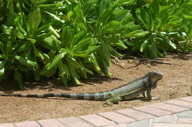 Joe Dobrow photo of an iguana in Aruba
