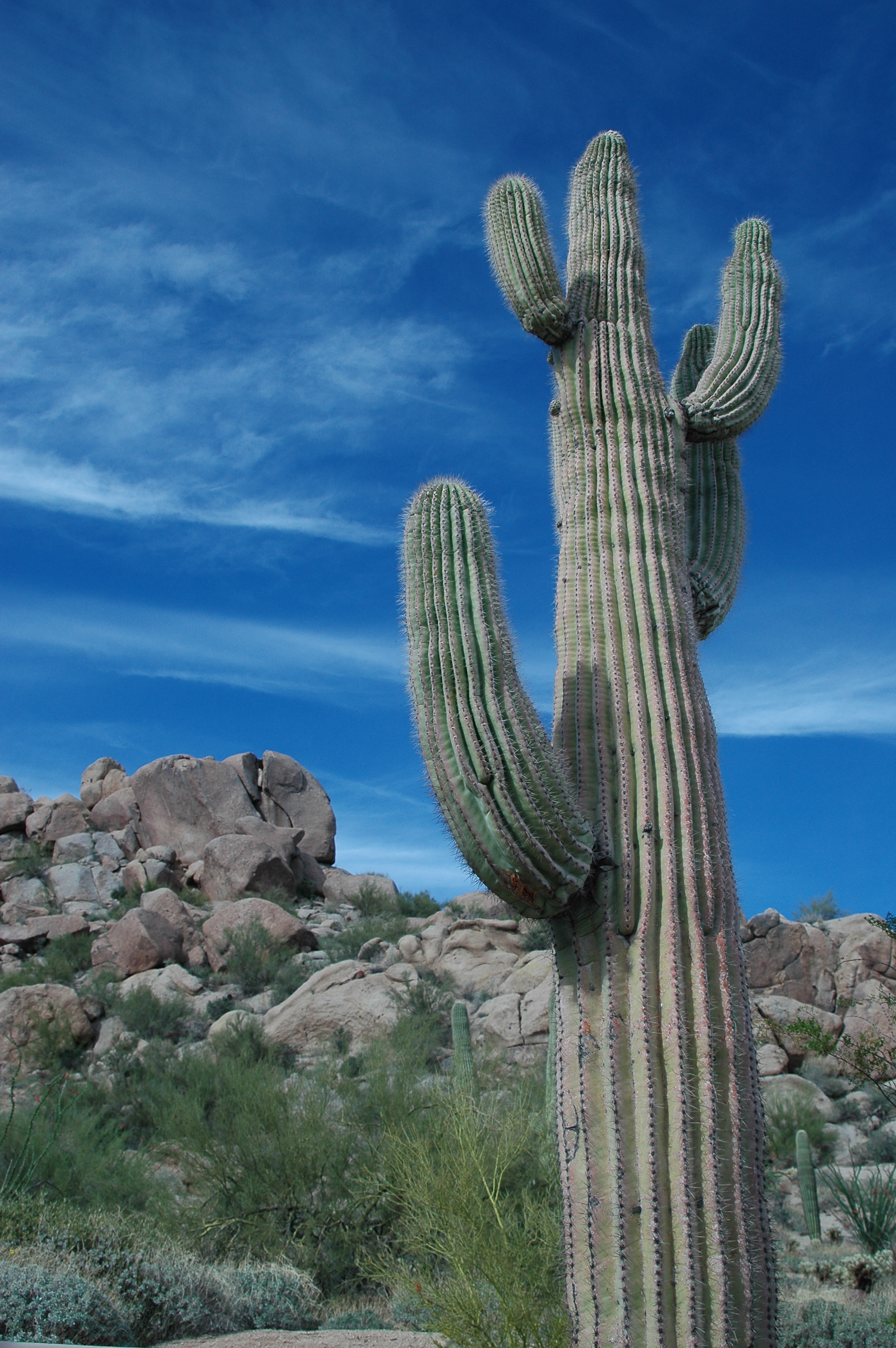 Joe Dobrow photo of a saguaro cactus