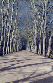 Joe Dobrow photo of sycamores in France