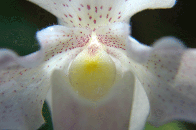 Joe Dobrow photo of a white orchid