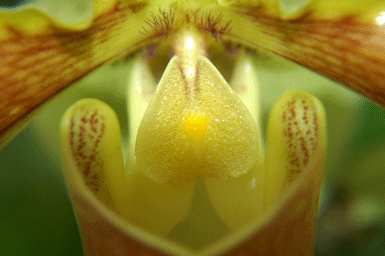 Joe Dobrow photo of a yellow orchid